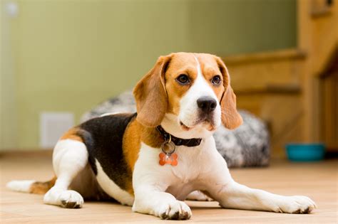 The beagle - inc. The Beagle Bungalow is a sanctuary for elderly beagles that have lost their families and are in need of a place to call home due to medical issues or age. The Bungalow is dedicated to Charlie Roberts and all first beagles. It is also a temporary boarding facility where adoptable hounds wait for a Houston Beagle and Hound Rescue foster home ... 